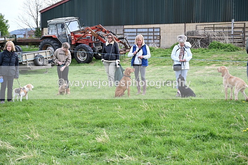 WJ6_8040 - Class 2 Best Pedigree