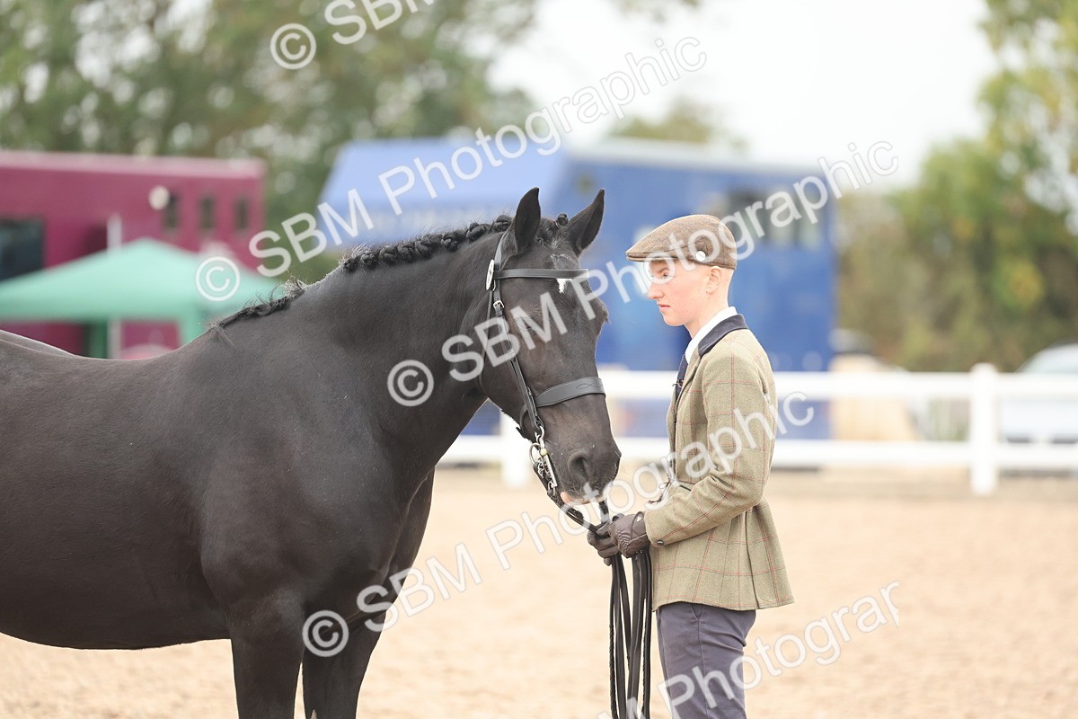 SBM_19854 - Class 318 - IH Part Bred Horse-Pony