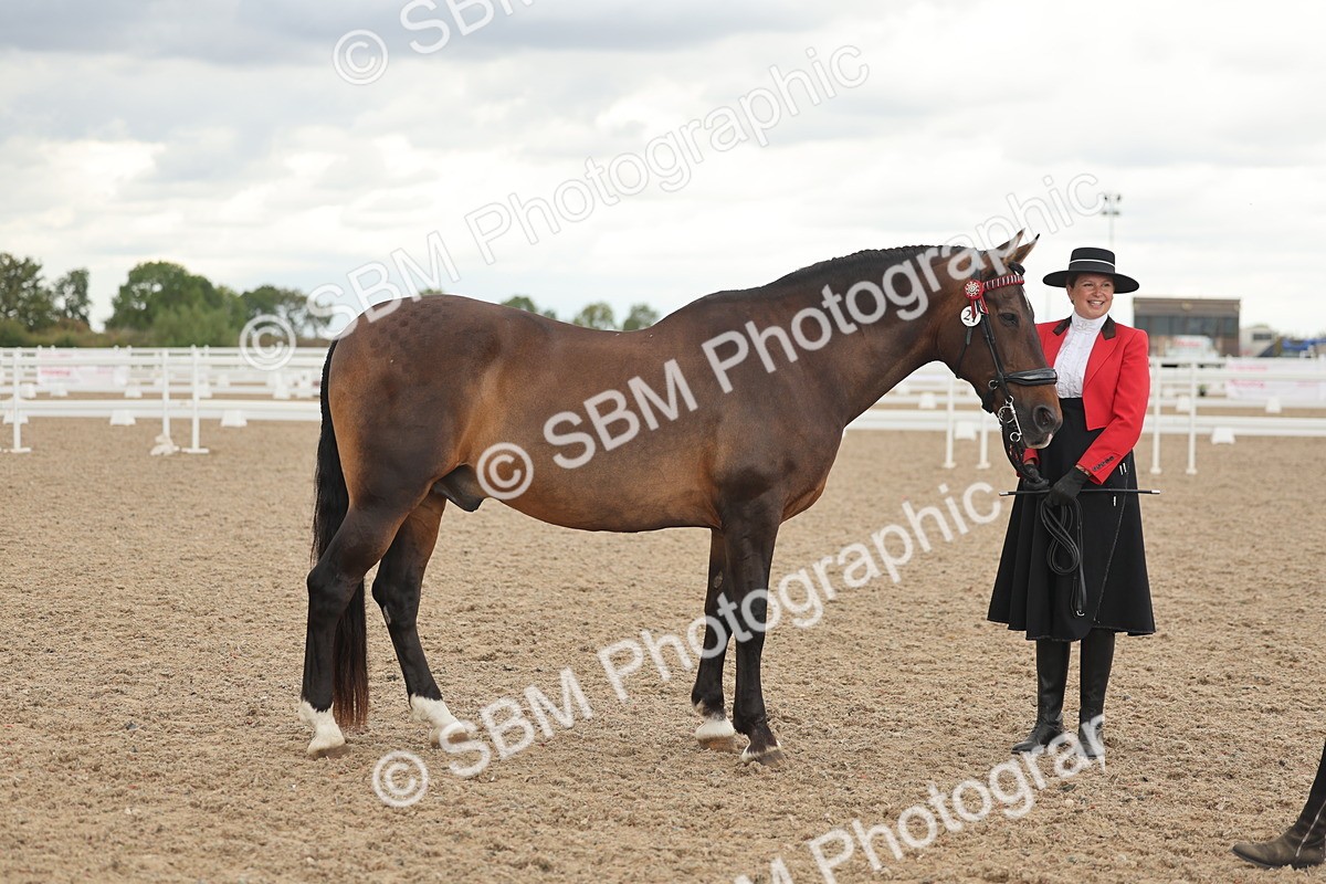 SBM_07647 - Class 26 - IH Foreign Breeds - Part Bred