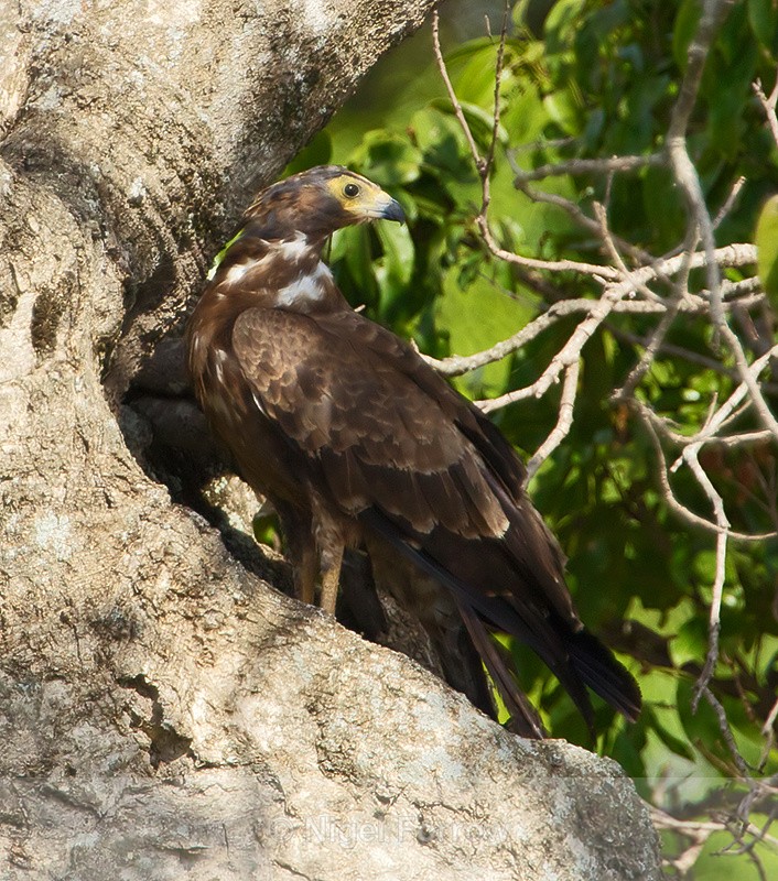 African Harrier-hawk (immature) perched in a tree - African Harrier-hawk