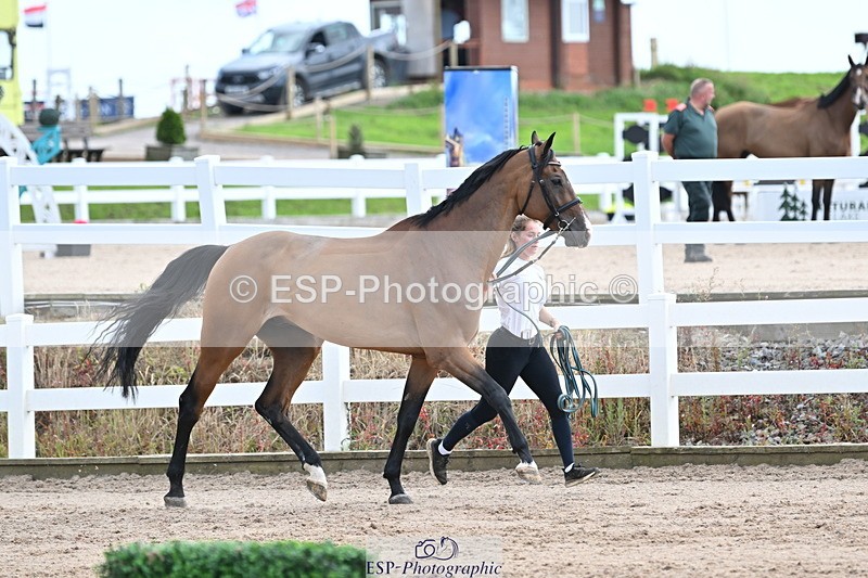 240717A-142741-02068 - Trot Up 2pm to 3pm - This folder is not in time order