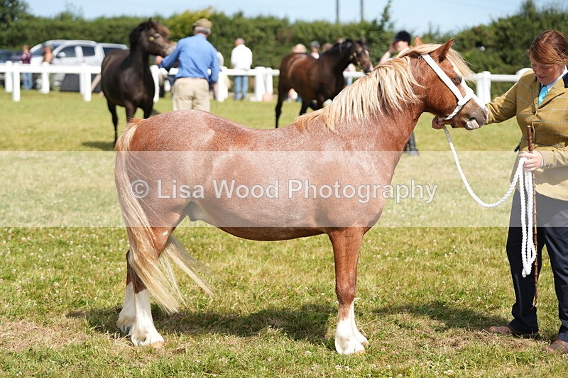 DSC05588 - Class 50: NPS M&M 4 years and over Small Breeds