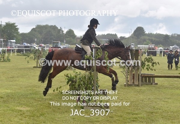 JAC_3907 - 55cm WORKING HUNTER