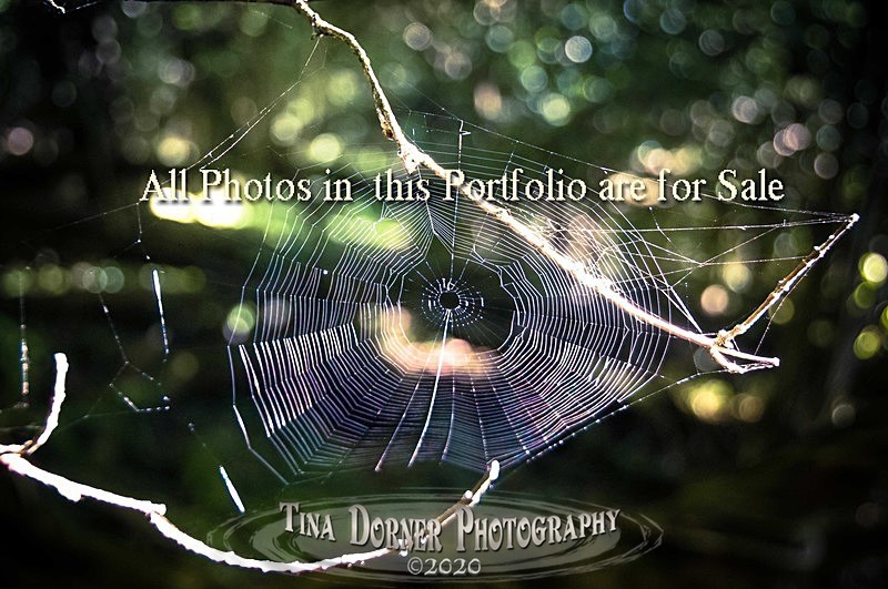 Purple Web - Creative Photography