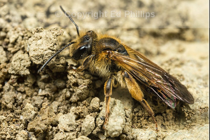 Andrena bucephala (f)
