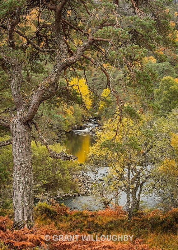 Glen Strath Farrar - Latest work