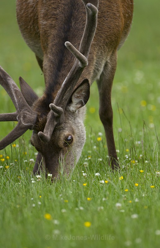 Red Deer, Isle of Mull, Scotland. - 'Studies in velvet' Isle of Mull Red deer antlers in velvet