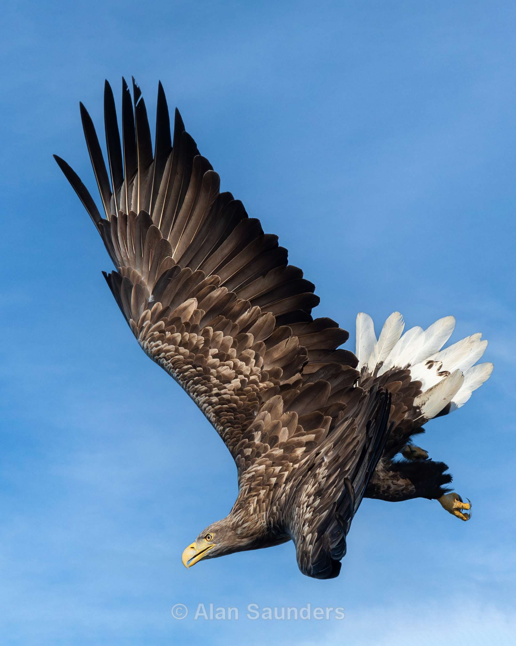 White Tailed Eagle 3