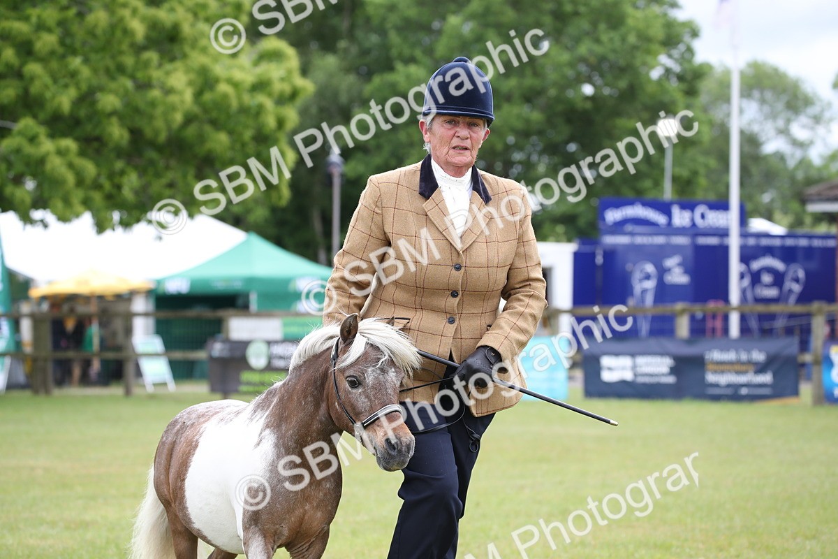 SBM_03803 - Class 23-25 - British Miniature Horse of the Year