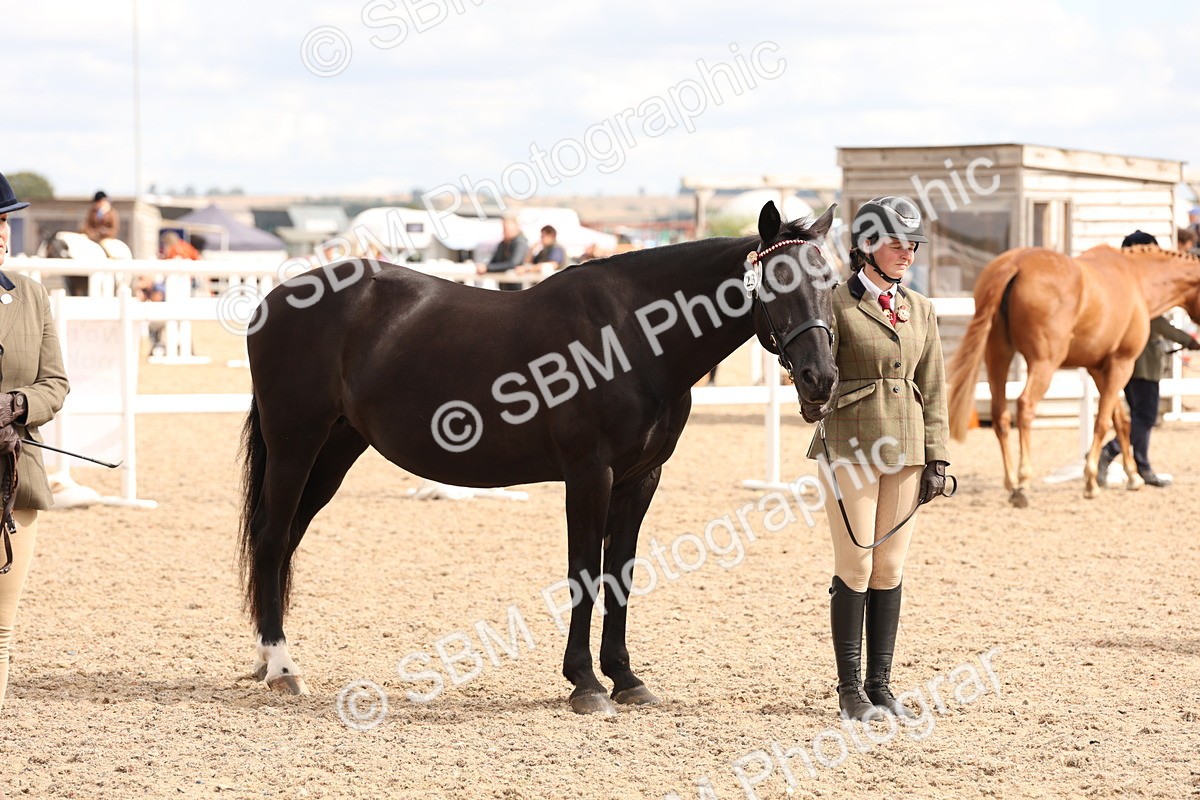 SBM_14673 - Class 208 - IH Veteran Horse