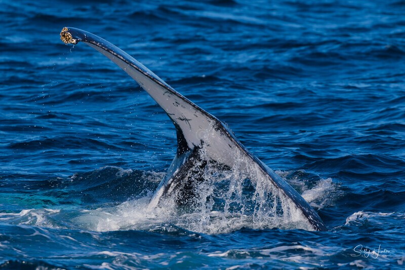 Labour thrash 6 - Humpback Whales