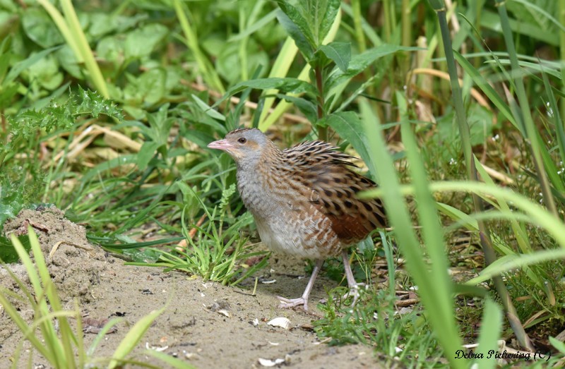 Corncrake - Birds