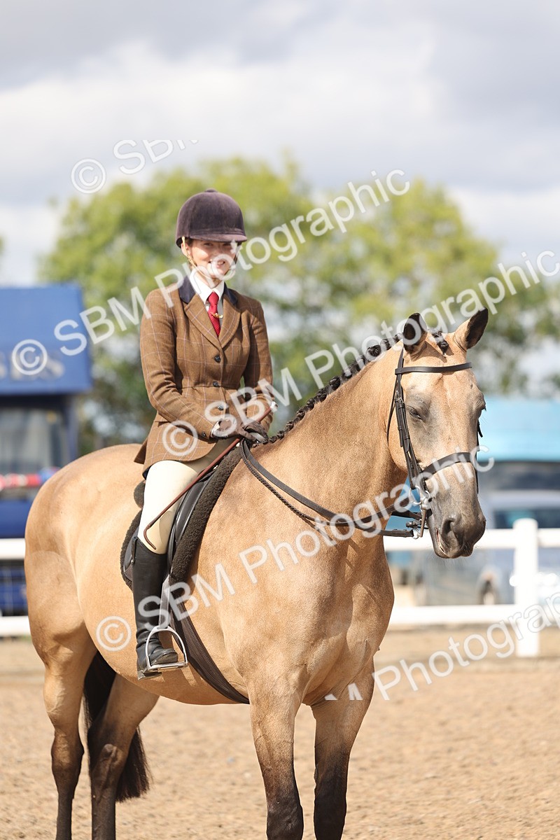 SBM_14781 - Class 308 - Ridden Coloured Horse