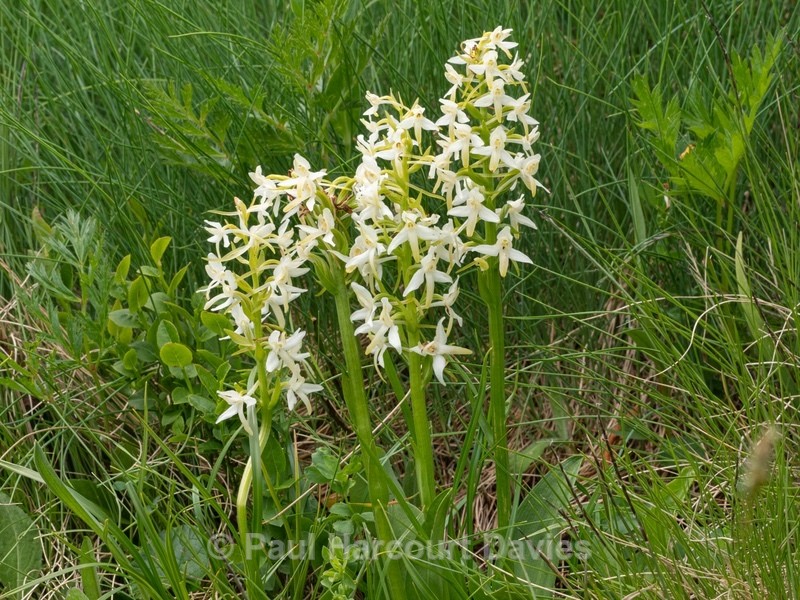 Lesser butterfly orchid (Platanthera bifolia) - Wild Orchids