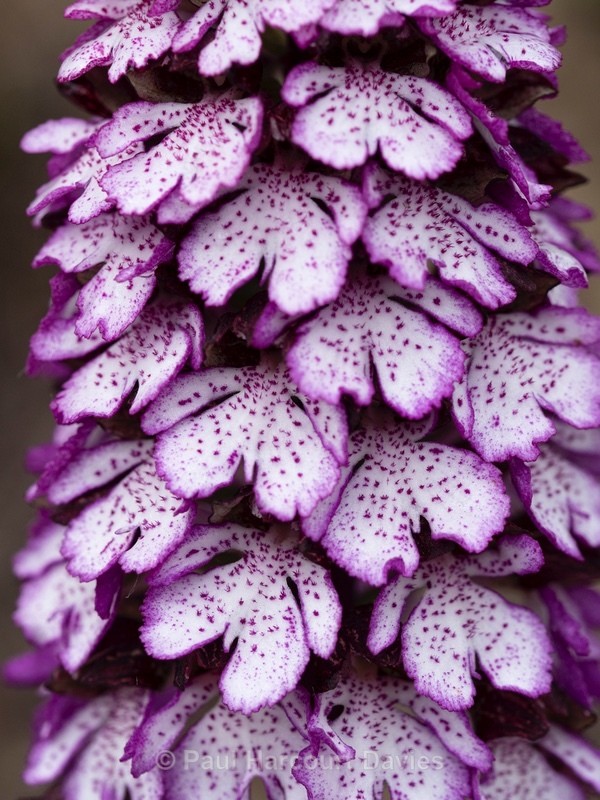 Lady Orchid (Orchis purpurea) - Wild Orchids - 2