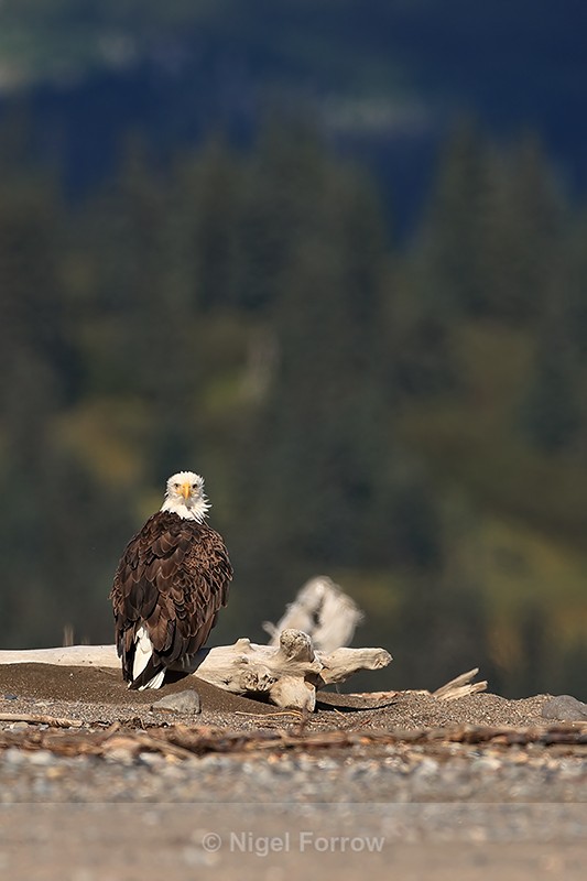 Bald Eagle perched, trees background, Silver Salmon Creek, Alaska - Bald Eagle