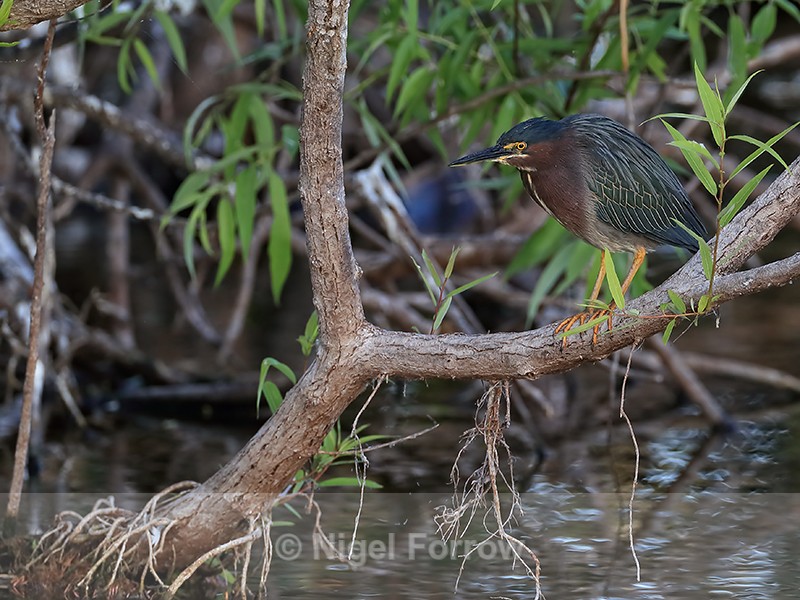Green-backed Heron, Venice Rookery, Florida - Green (Green-backed) Heron