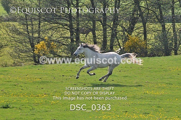 DSC_0363 - ARCHIVE REQUEST - Quincy and Guinness