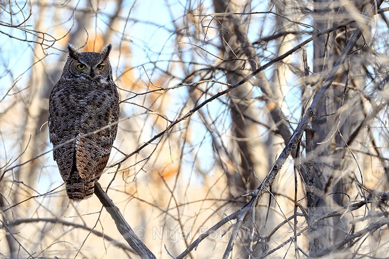 Great Horned Owl, Bosque del Apache, New Mexico - Great Horned Owl