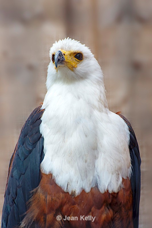 African Fish Eagle - DSC_9762 - Birds