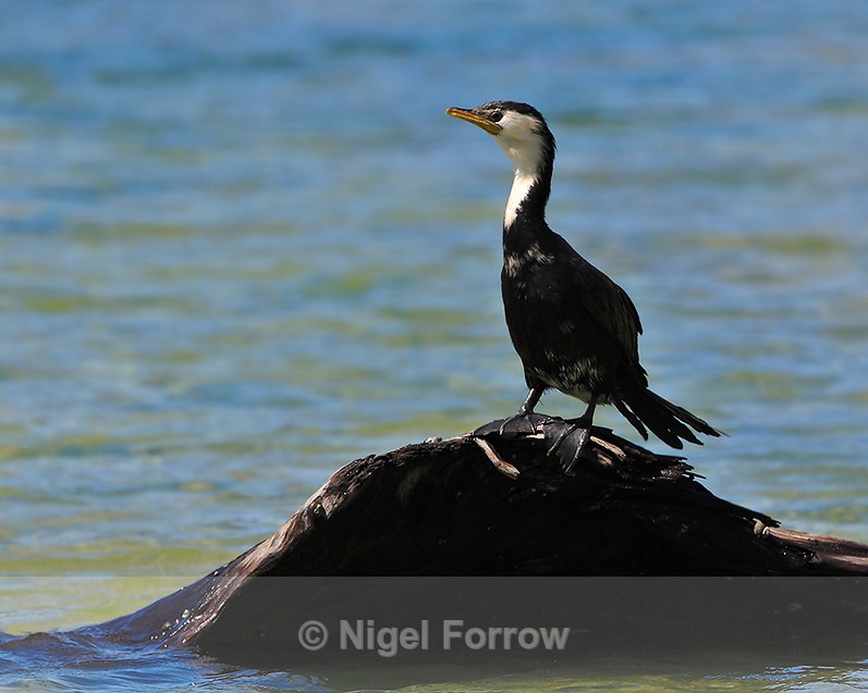 Little Pied Cormorant perched on a rock - Little Pied Cormorant