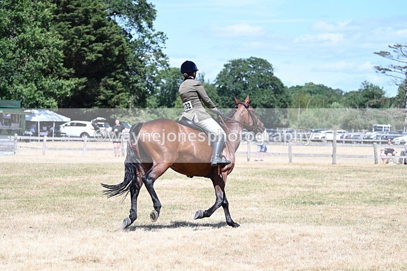WJ7_3101 - Class 7 Riding Club Show Horse