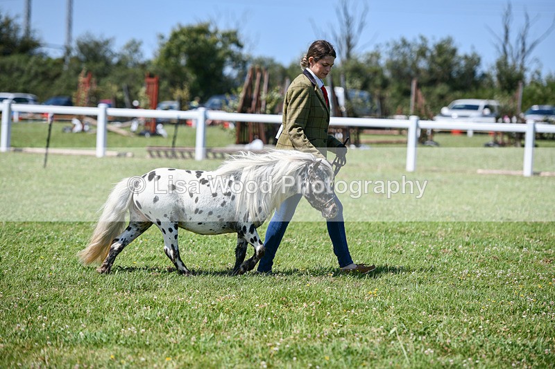 DSC_7111 - Class 61: Miniature Horse 4yrs & over
