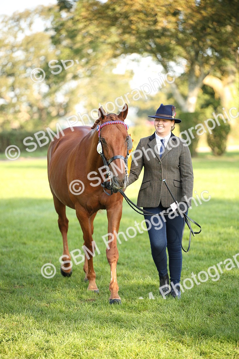 SBM_57599 - S50 - Foreign Breeds In Hand