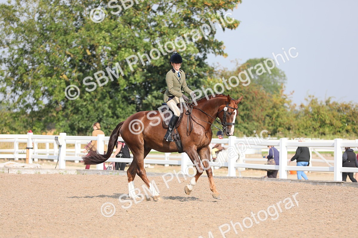 SBM_11352 - Class 305 Ridden Foreign Breeds- Pure Bred