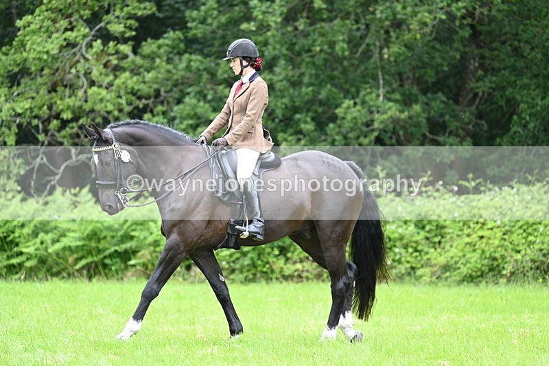 WJ7_3844 - Class 14A Handsome Gelding