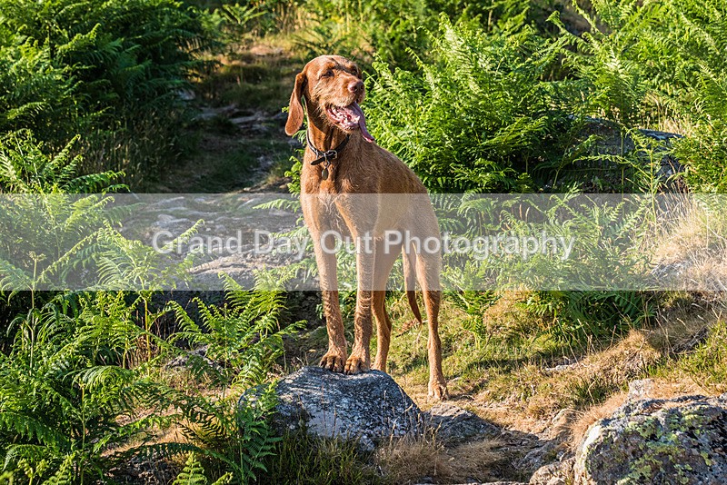 Langstrath-2 - Langstrath Fell Race Wednesday 21st June 2023