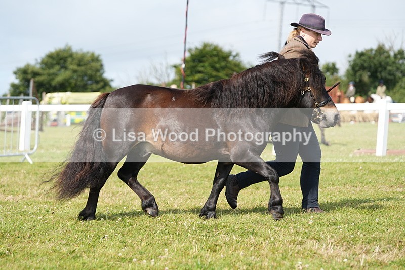DSC05189 - Class 49: NPS Shetland 4 years and over