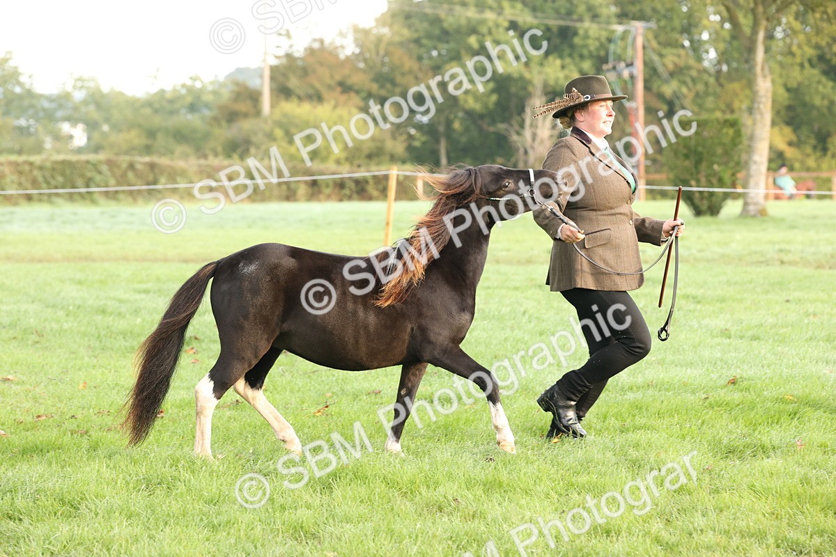 SBM_54397 - S51 - Foreign Breeds In Hand