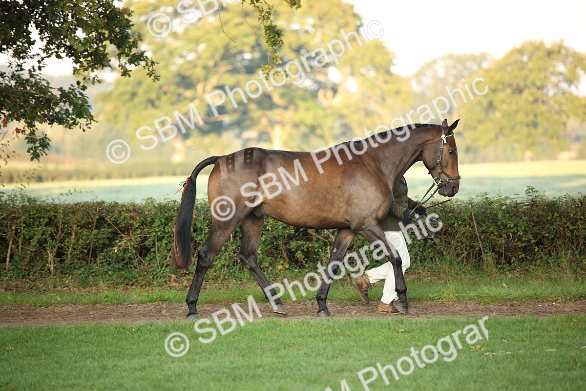 SBM_56824 - S49 - Riding Horse & Hack & Thoroughbred In Hand