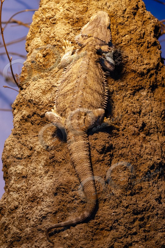 bearded dragon Pogona vitticeps-4517 - Pet Photography