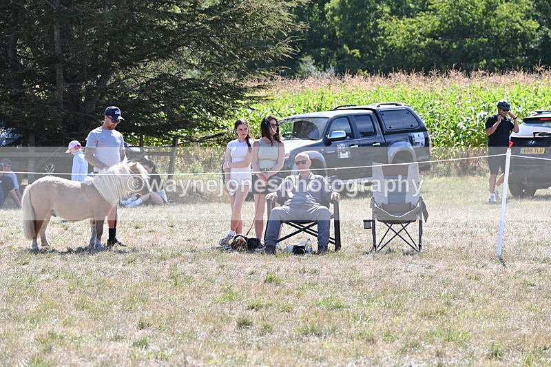 WJ6_8876 - Class 38 Ridden Riding Horse/Pony