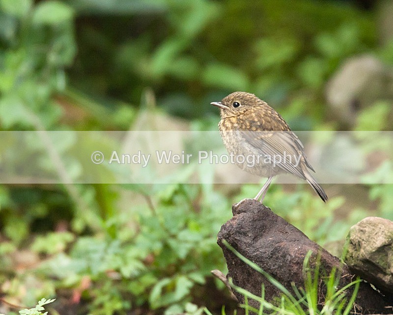 20080622-001 - Robin