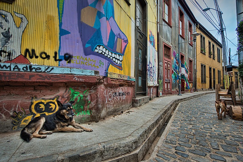  - Street Art & Stray Dogs - Valparaiso, Chile