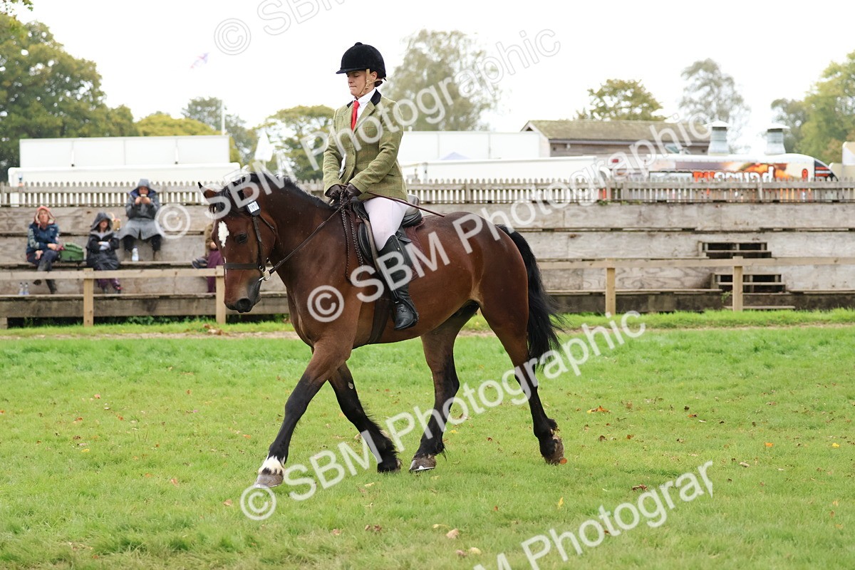 SBM_69661 - S62 - Mountain & Moorland Ridden Large Breeds