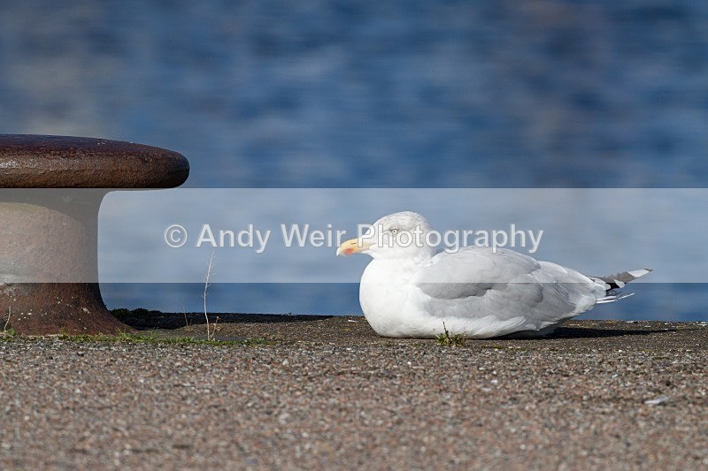 20110926-_MG_6939 - Herring Gull