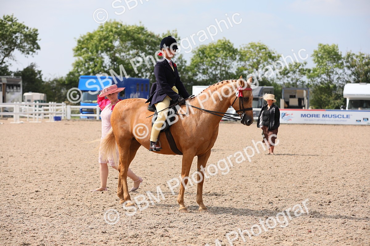 SBM_15610 - Class 311 Ridden Show Pony/ Show Hunter Pony