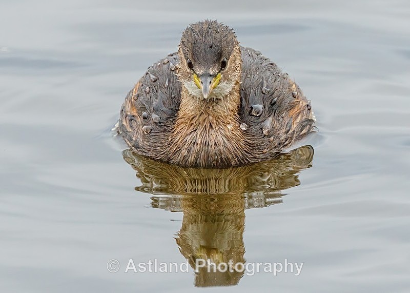 Astland Photography, Bird and Wildlife Images, Susan and Peter Wilson, U.K.