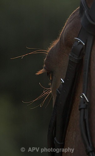 Sunlight eyelashes.. - Horses'n'Ponies