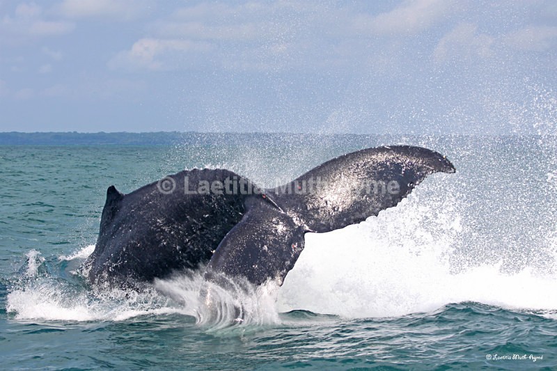 IMG_8733 Gabon - Marine wildlife