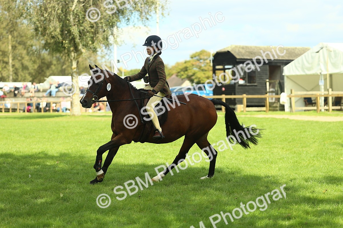 SBM_44594 - S31 - Working Hunter Pony