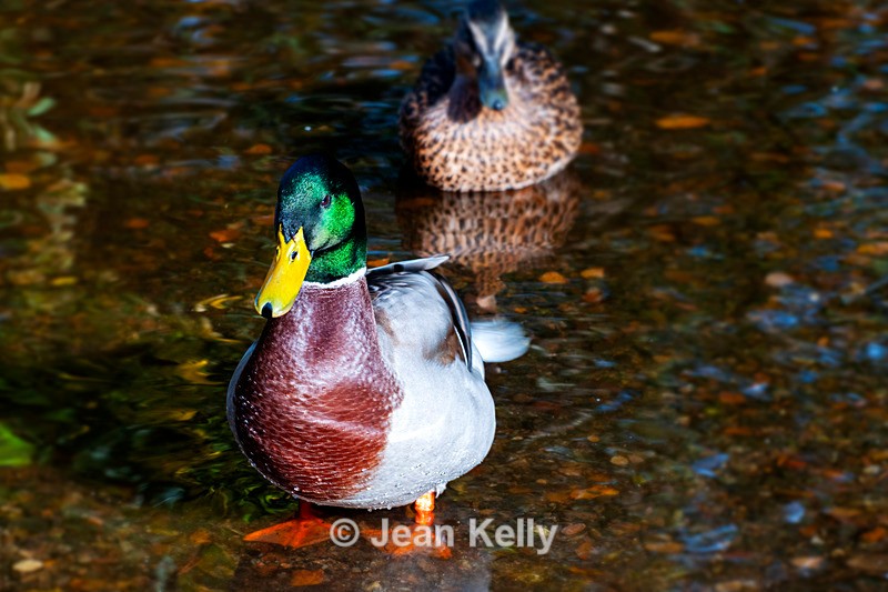 Mallard Duck - DSC_7662 - Birds