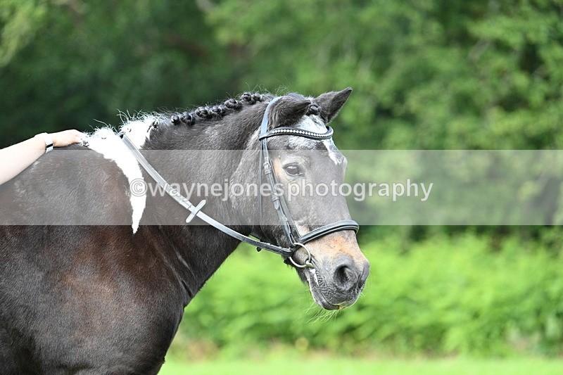 WJ7_1674 - Class 11 Condition & Turnout