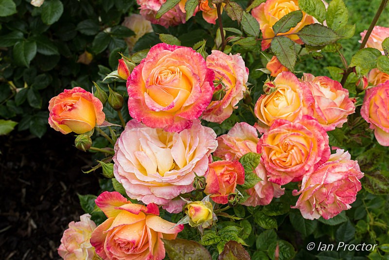 Rose Week at Lady Dixon Park - 3 - Summer