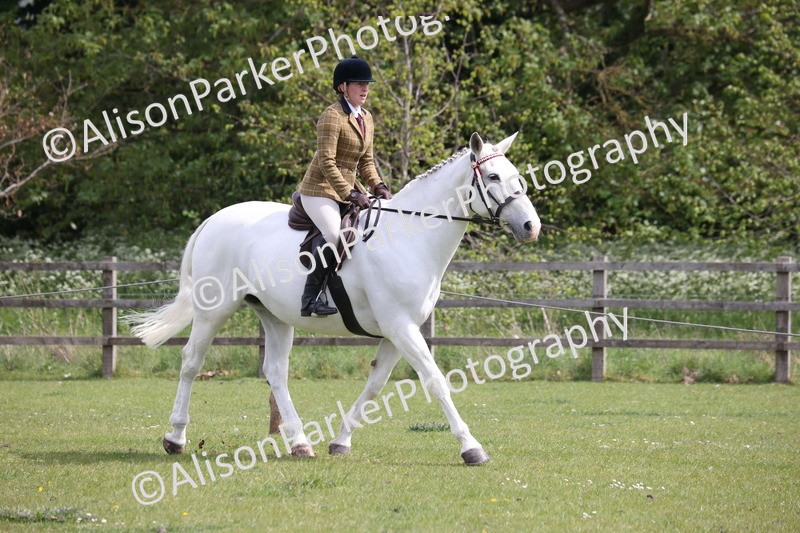 20260426-4334 - Class 34 - Best Riding Horse Over 14.2hh