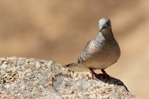  - Australian Birds